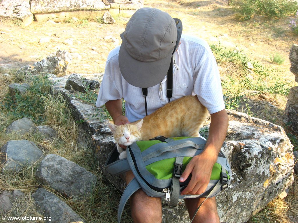 Кот просто невероятно нуждался в ласке!