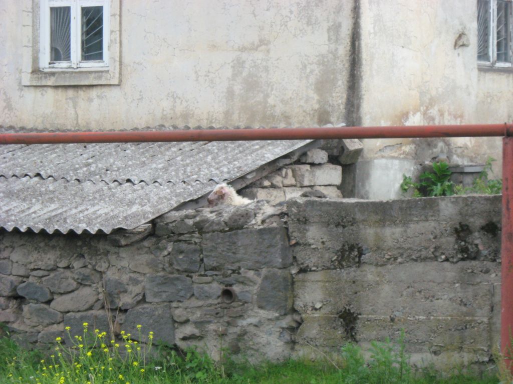 10 IMG 8689