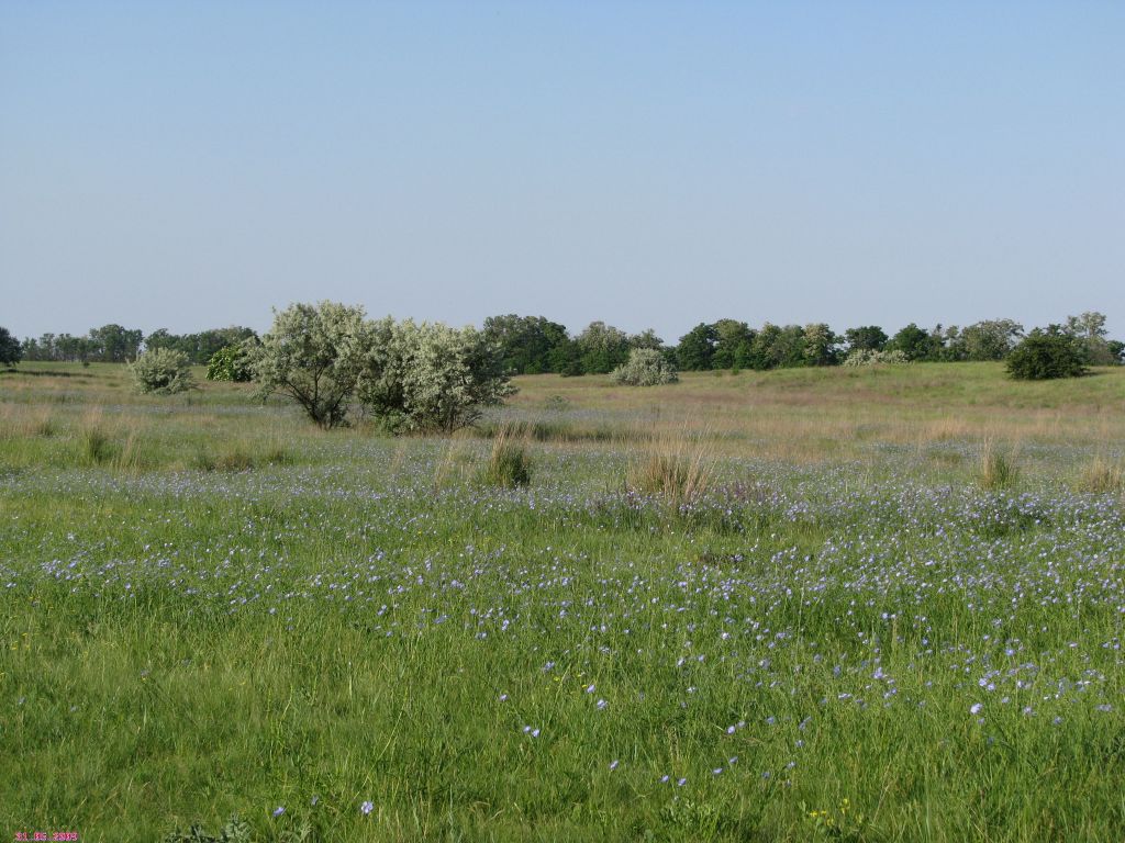 Луга