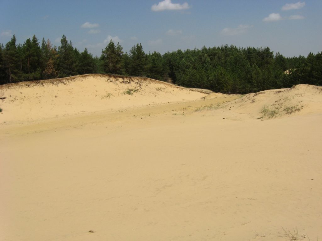 Лес по краю