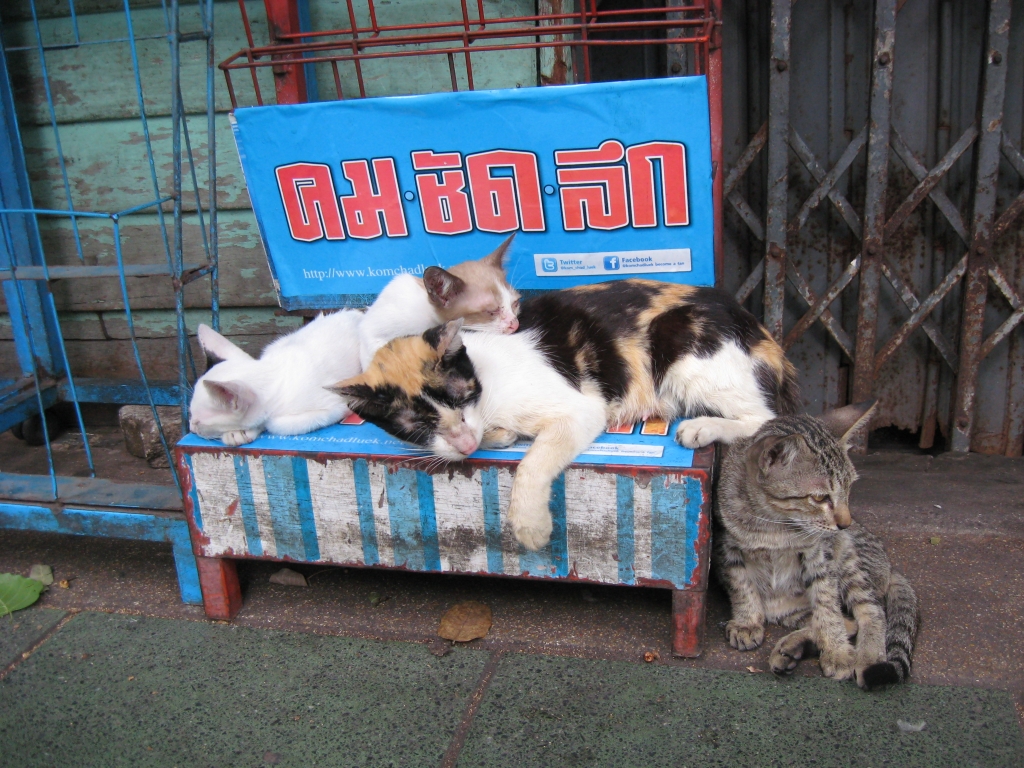Живность Бангкока