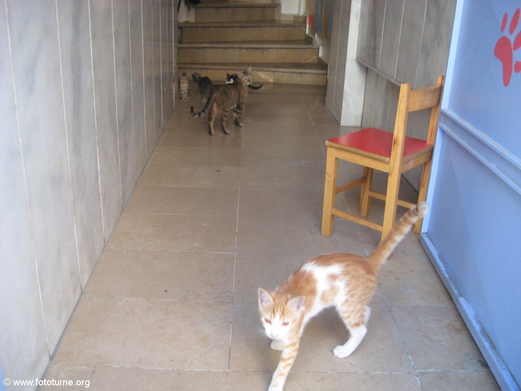 В коридоре нас встретили коты