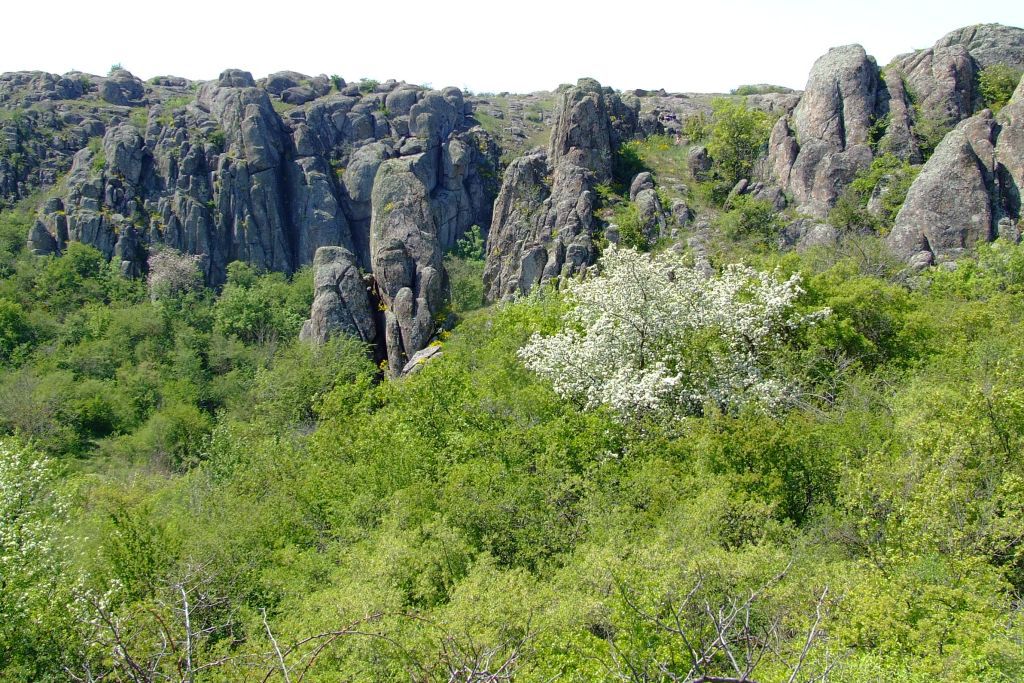 Цветы и скалы
