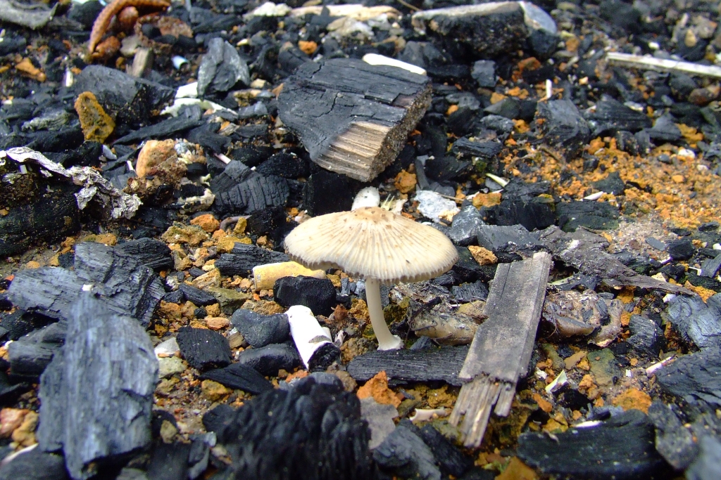 На кострищах быстро вырастают мухоморчики