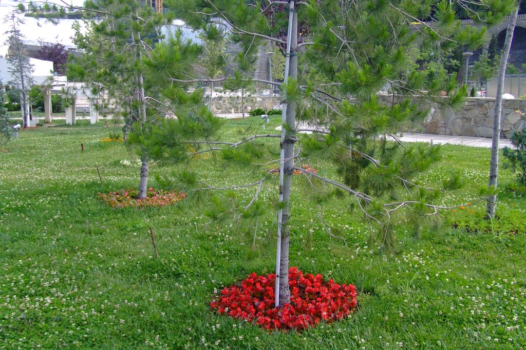 Даже лунки деревьев украшены цветами