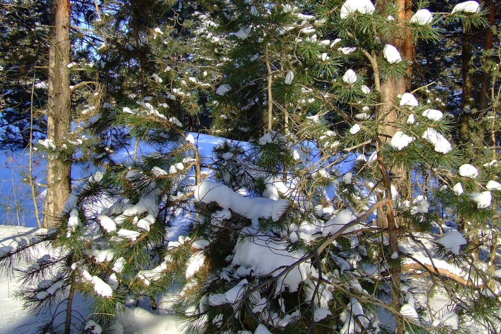 Цюрупинский лес, фото 20 декабря 2009 года