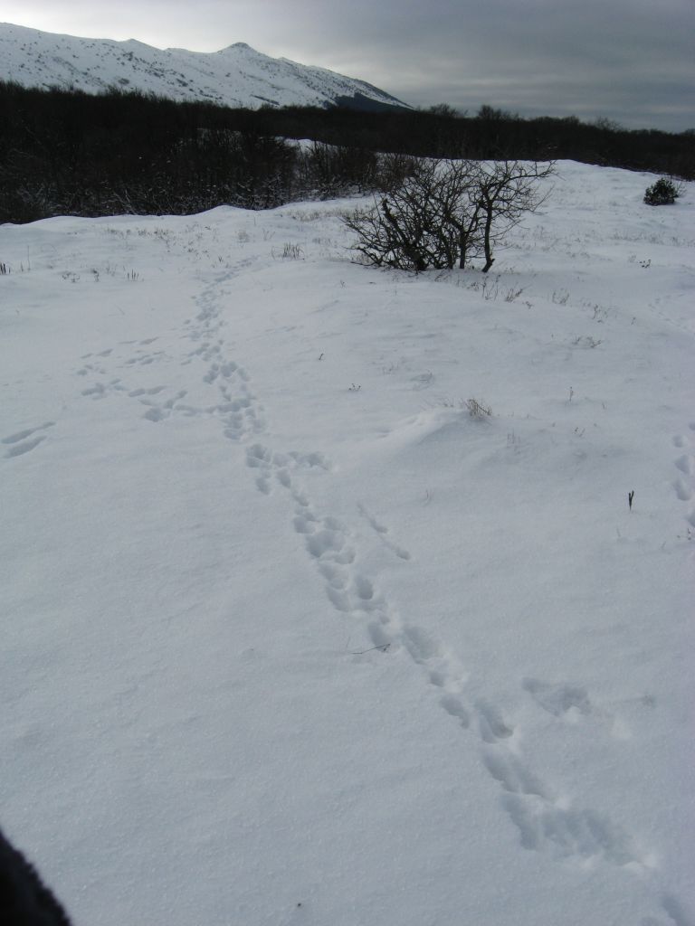 Заячьи следы