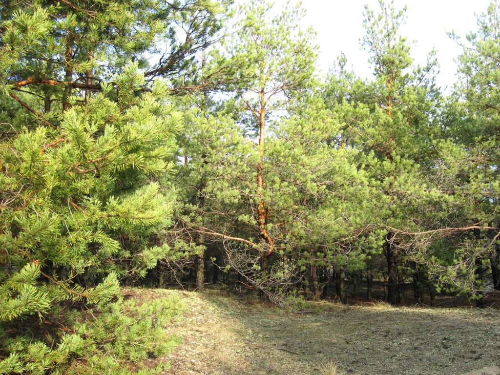 Лес