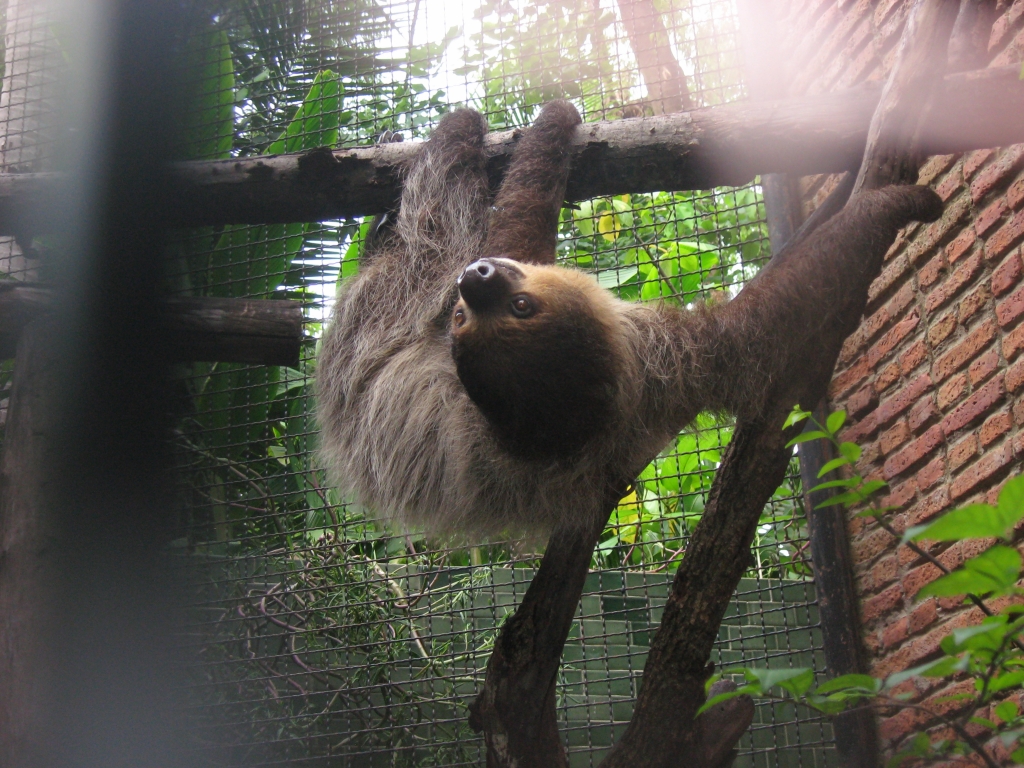 Ленивец