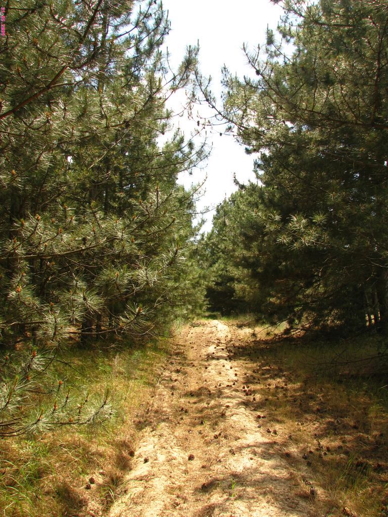 Лес
