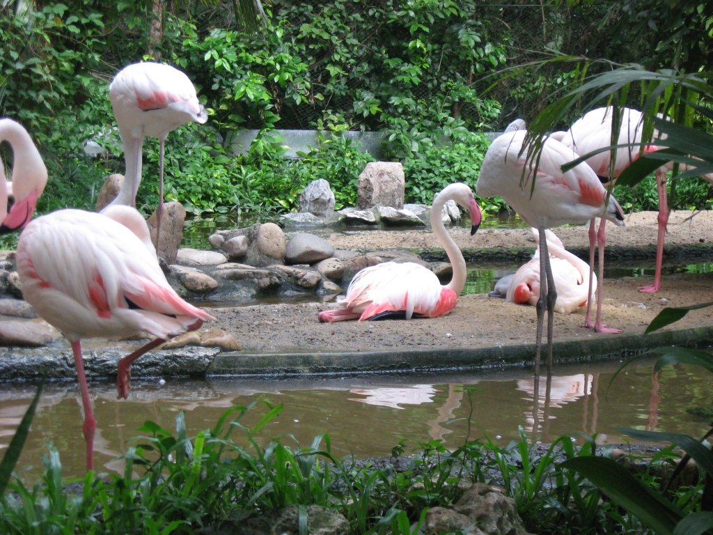 Розовых фламинго очень много