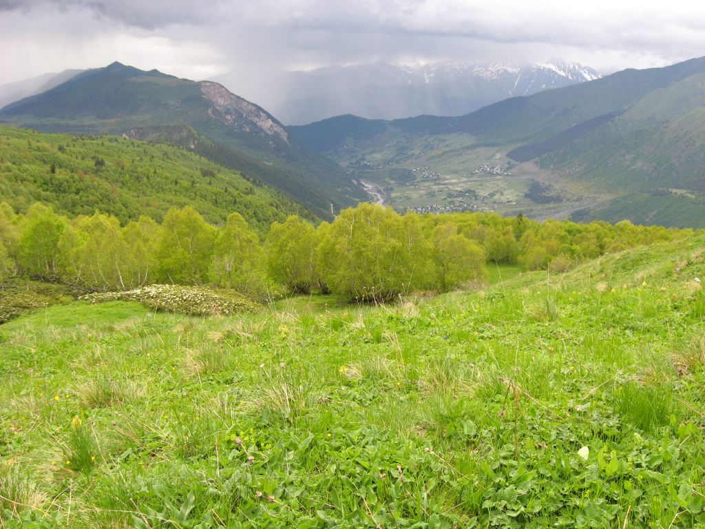 Роскошная весенняя зелень