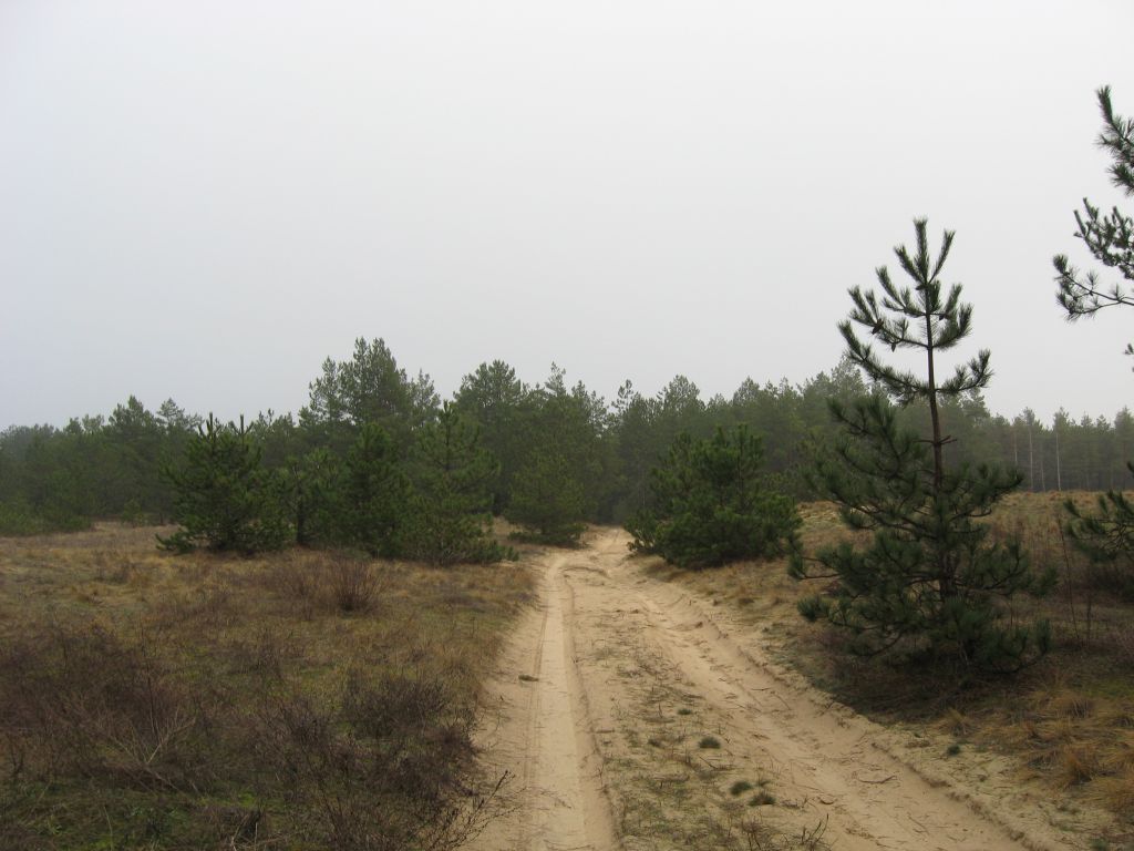 Цюрупинский лес