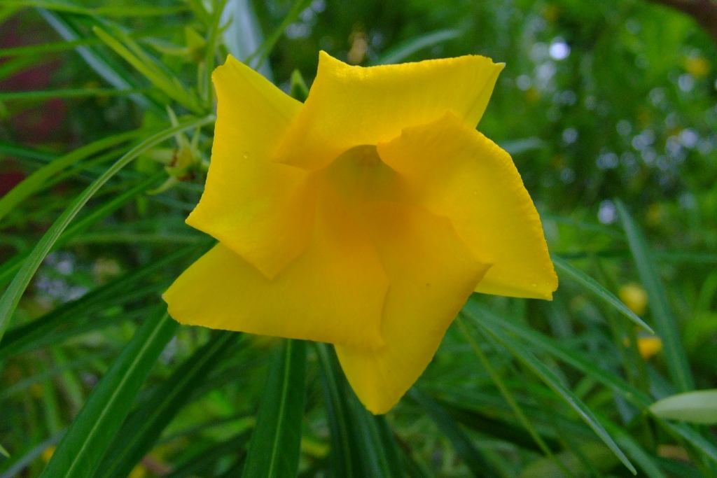 25 DSCF6548