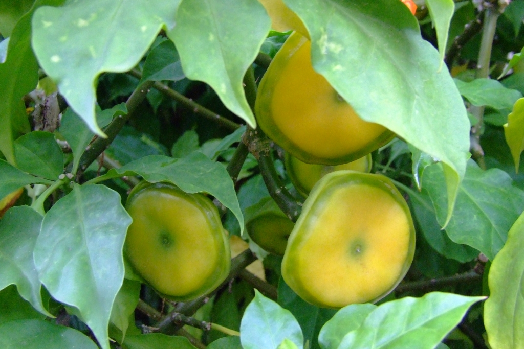 26 DSCF6544
