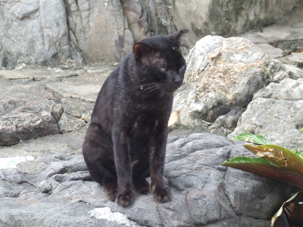 Коты довольно меланхоличны