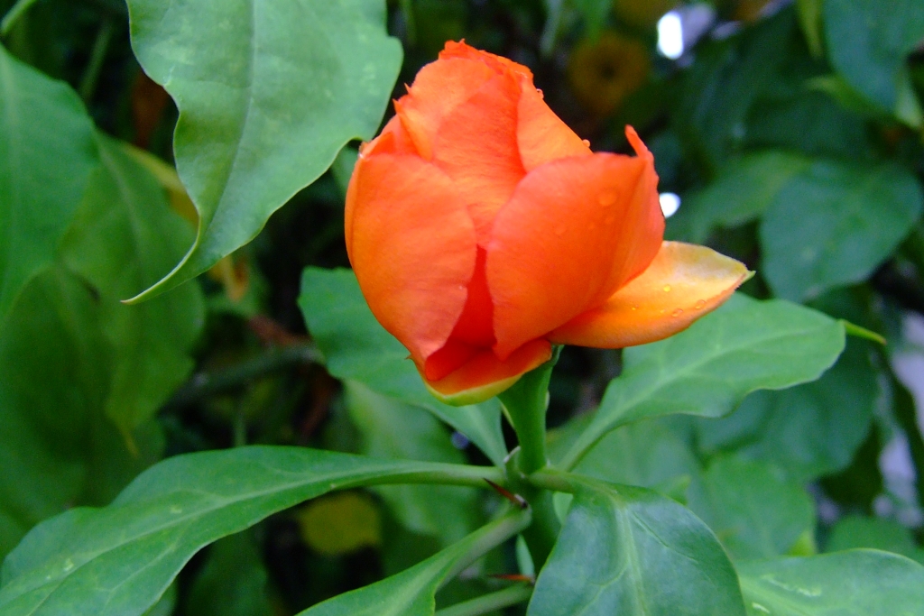 27 DSCF6543