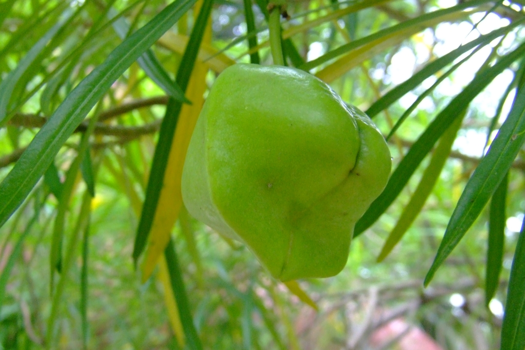 28 DSCF6549