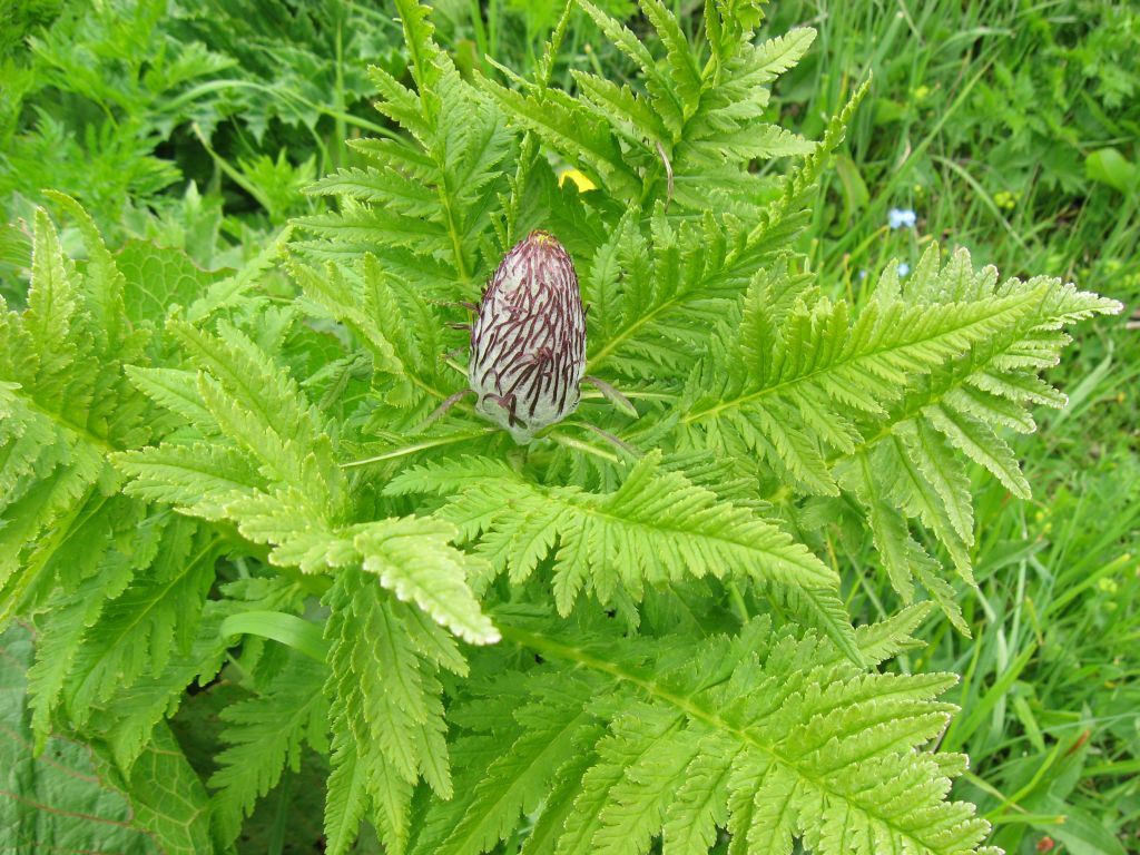 31 IMG 7856