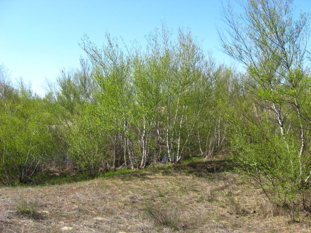 Берёзовая рощица