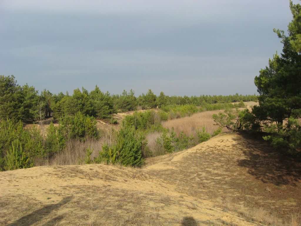 Утренний лес