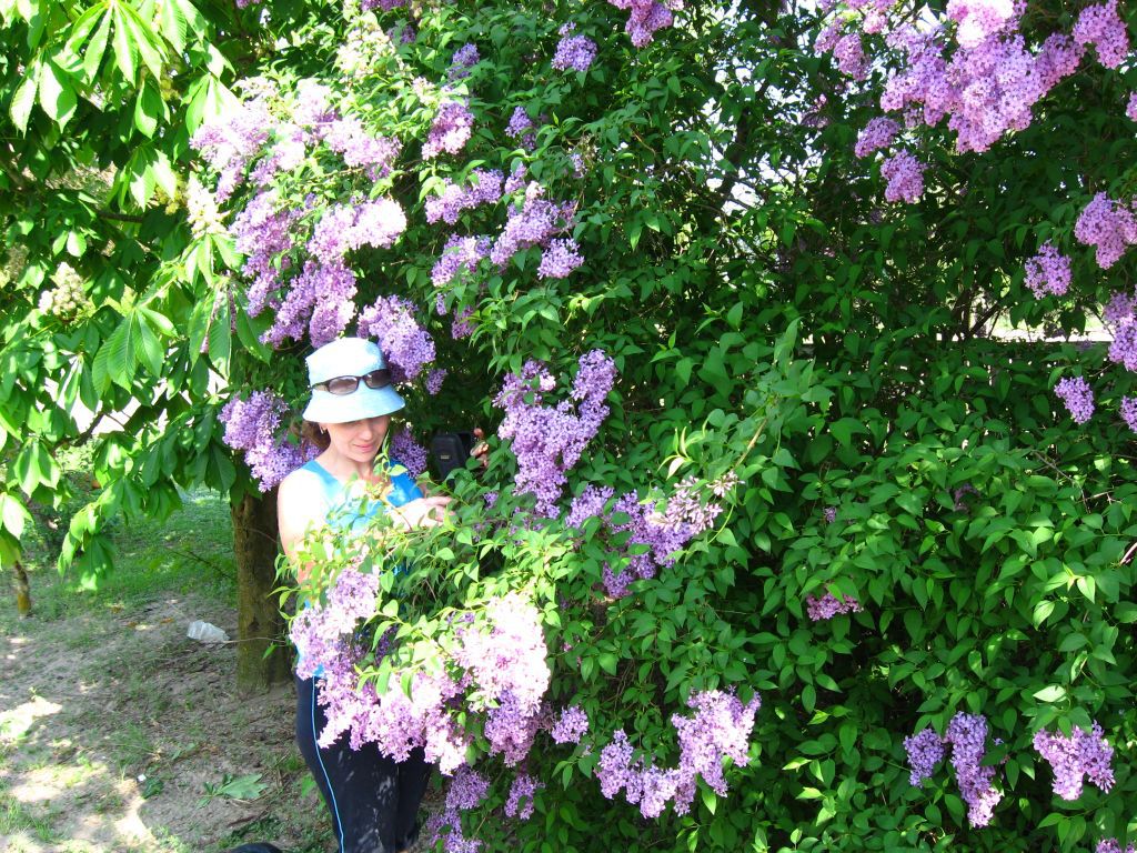 Сирень на улицах Буркут