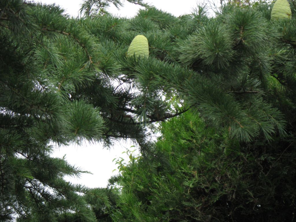 38 IMG 8515