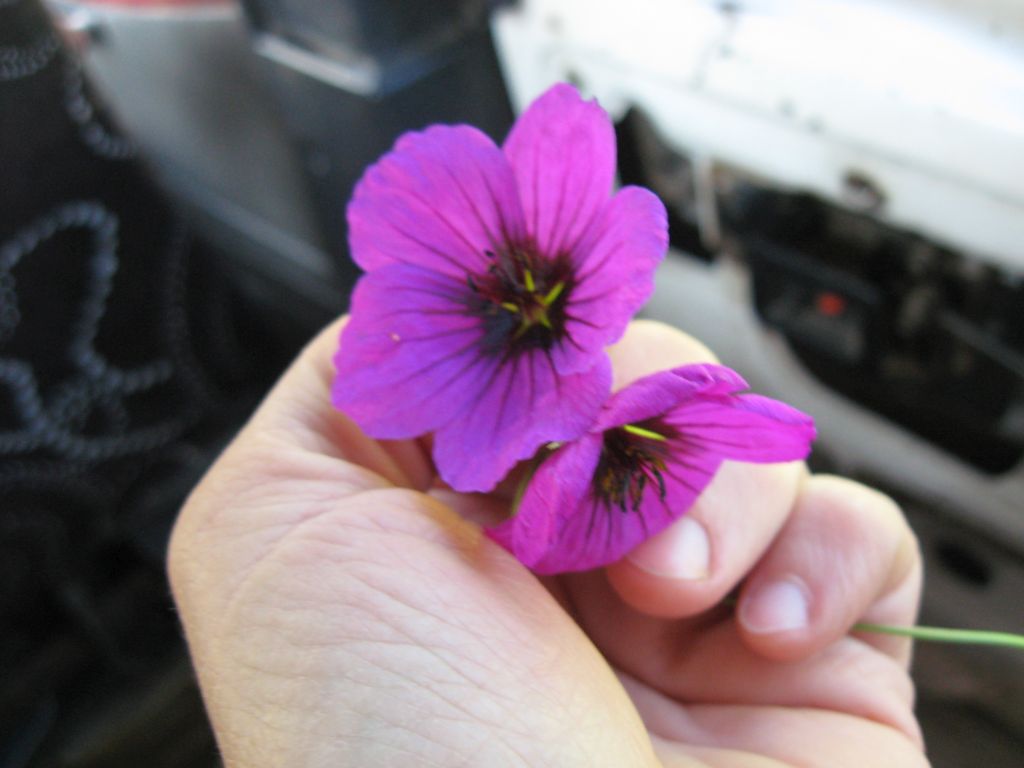 39 IMG 9265