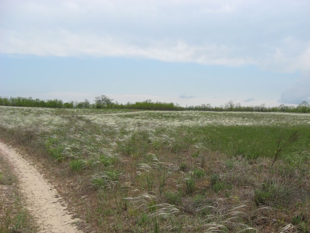 Ковыльная степь