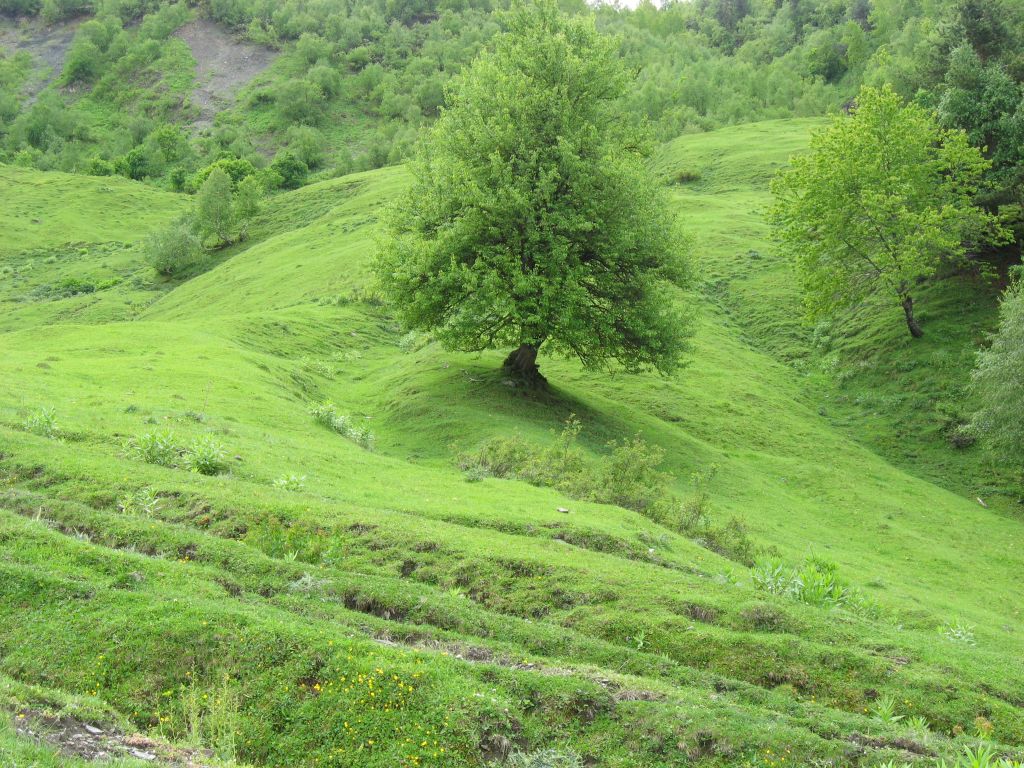 Парковая красота