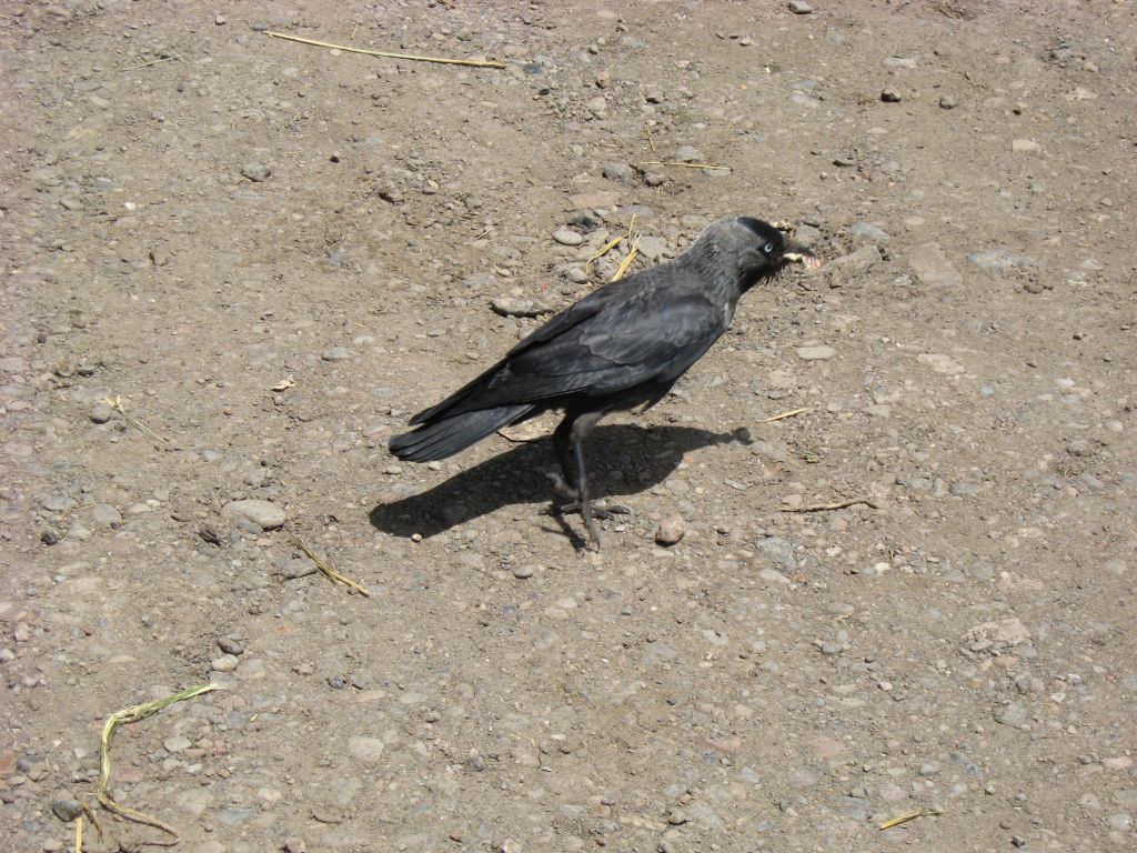 42 IMG 8736