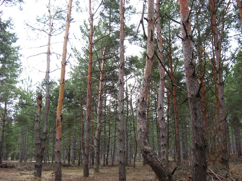 Наш лес