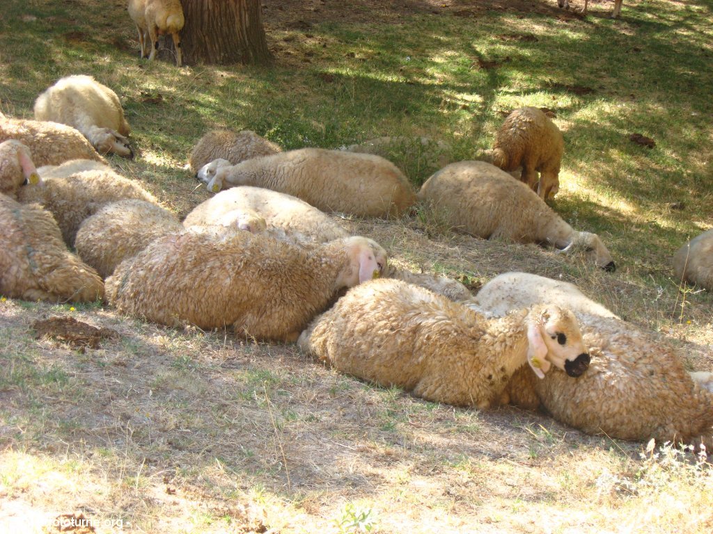 На выходе из долине отдыхало от жары стадо