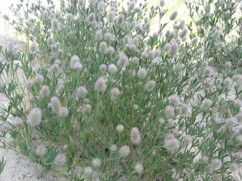 61 IMG 8969