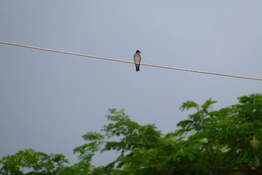 62 DSCF0125