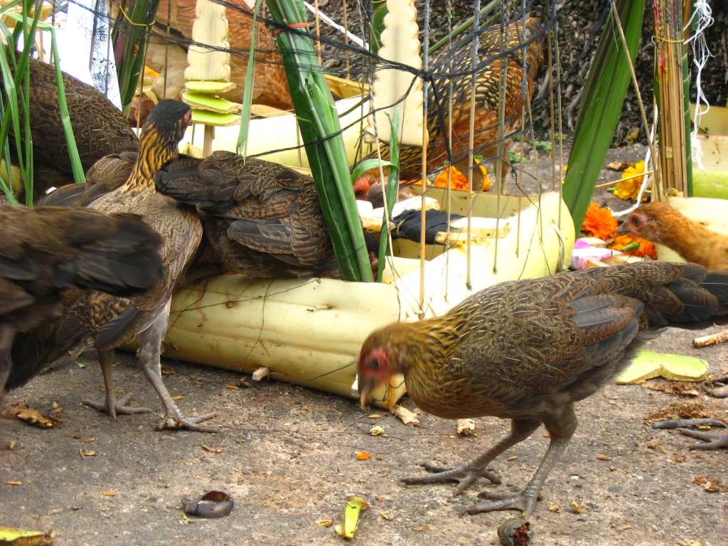 64 IMG 8751