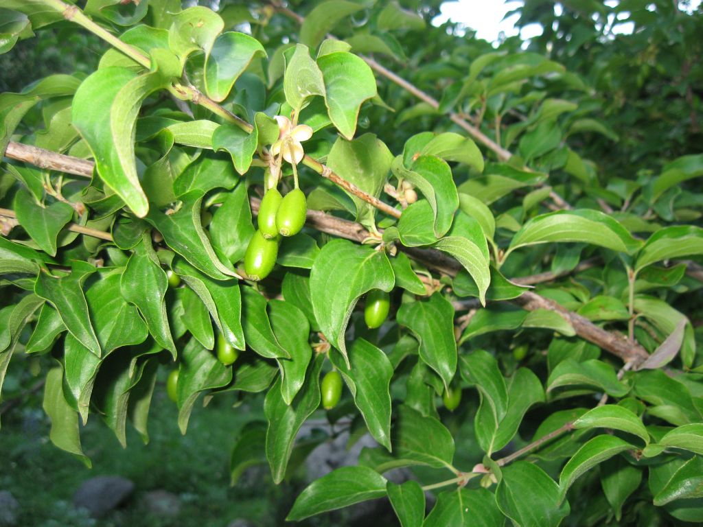 69 IMG 9178