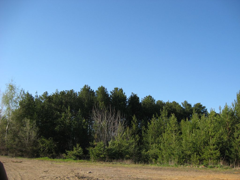 Близкий лес
