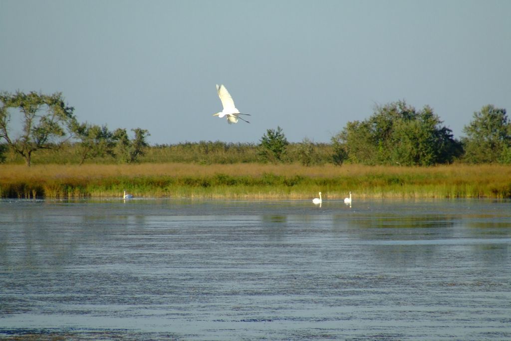 Цапля