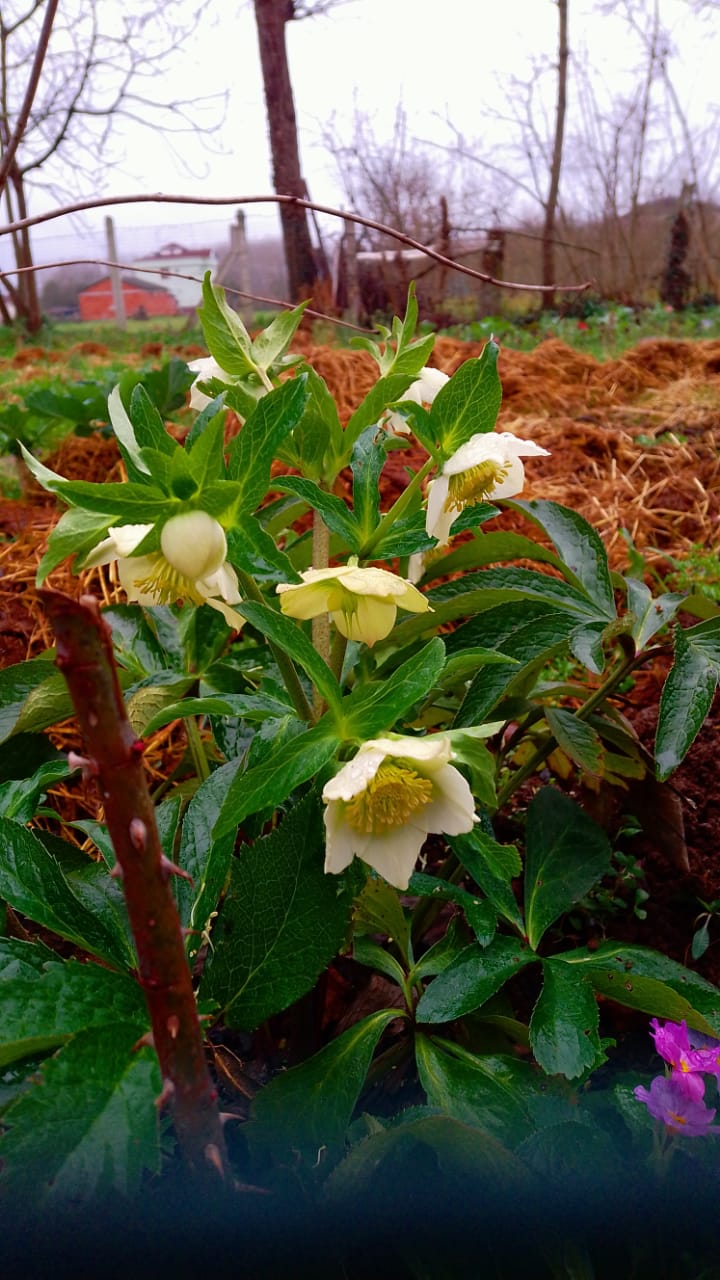Helleborus