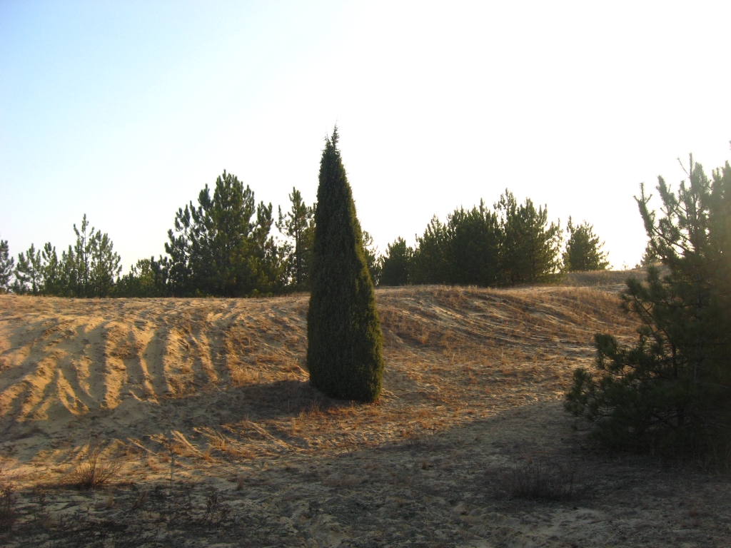 Вот он - Фикус!