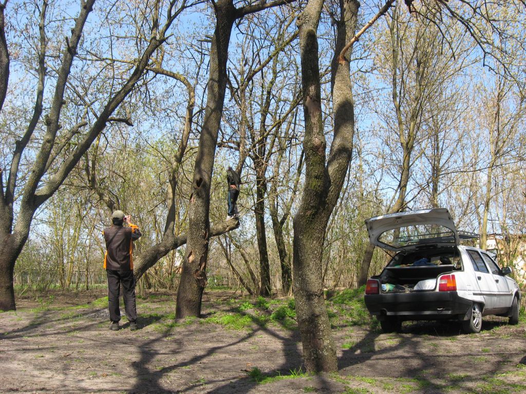 Прогулка по дереву