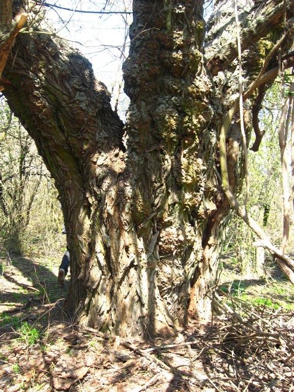 Старая шелковица