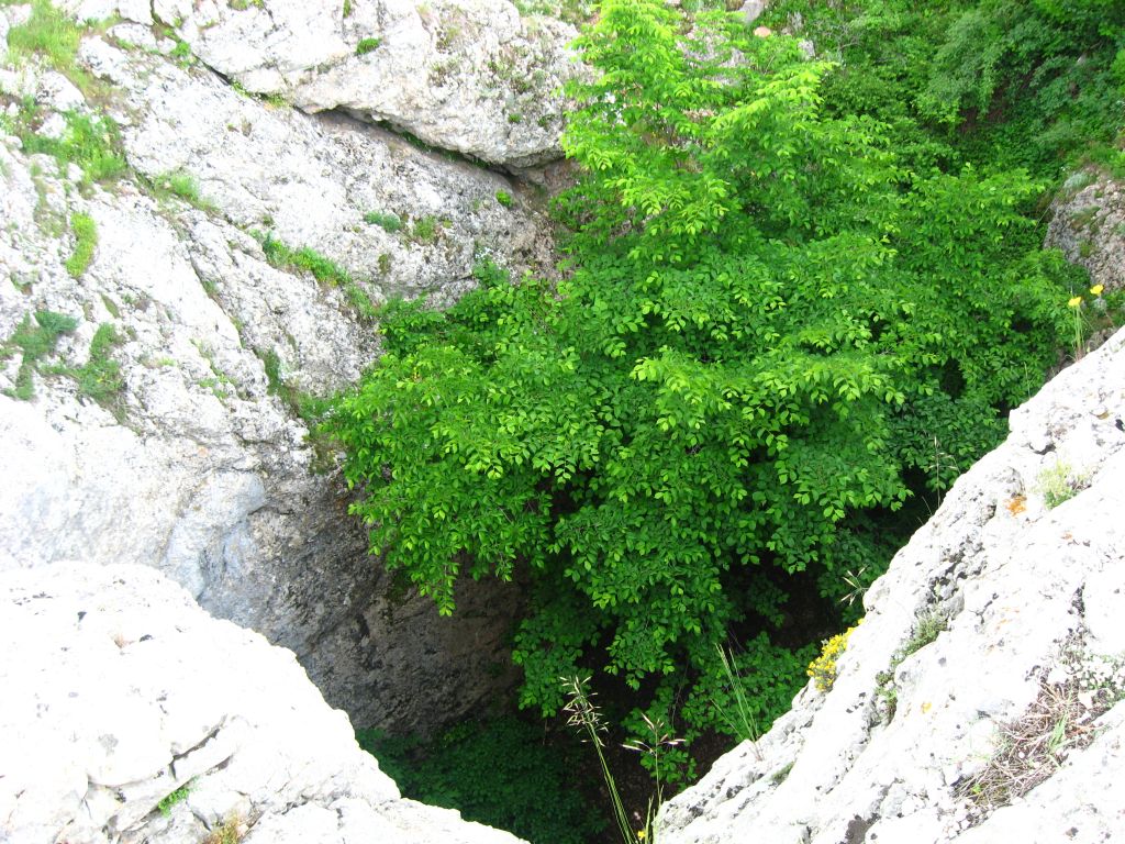 Растущее в пещере дерево