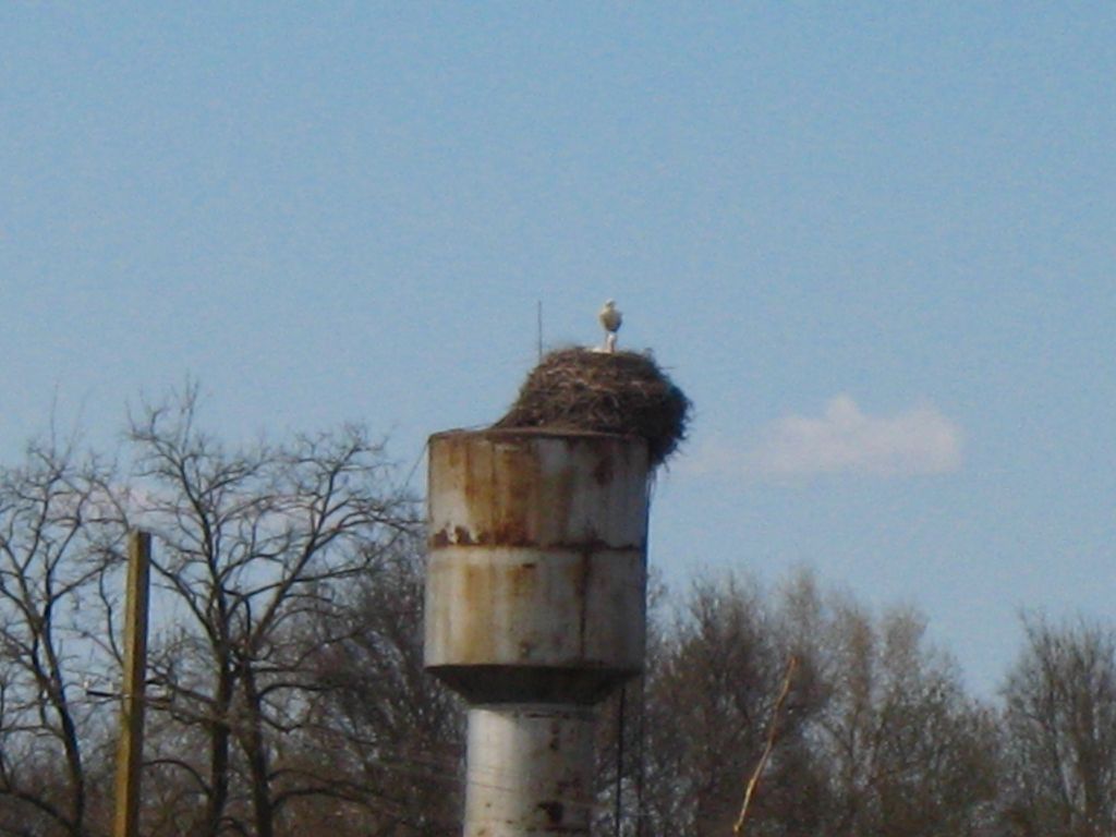 Два аиста