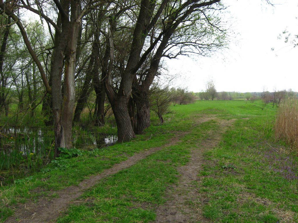 Знакомое Лукоморье