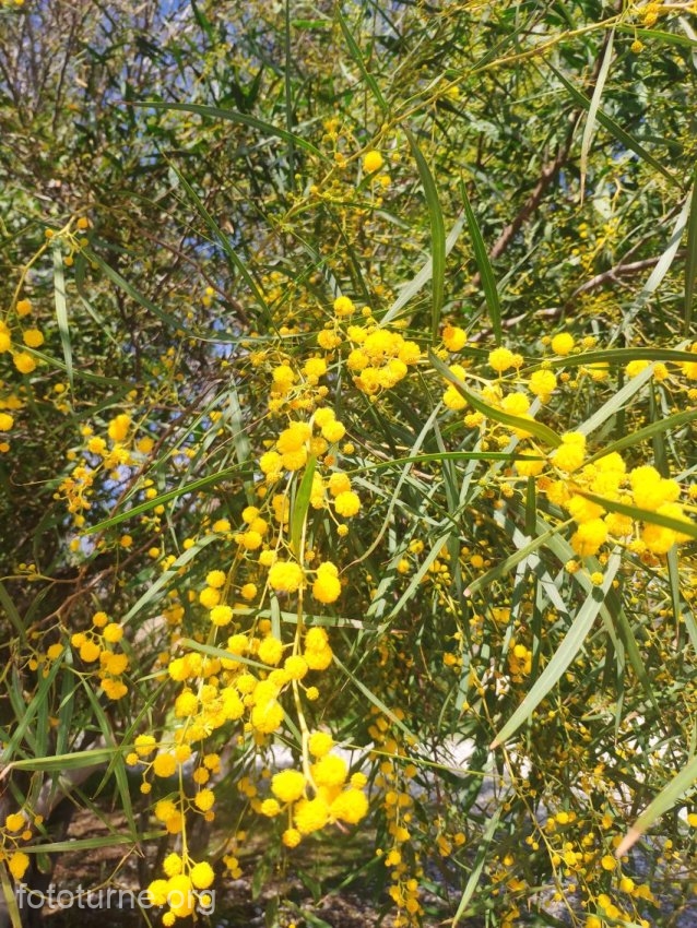 Acacia saligna