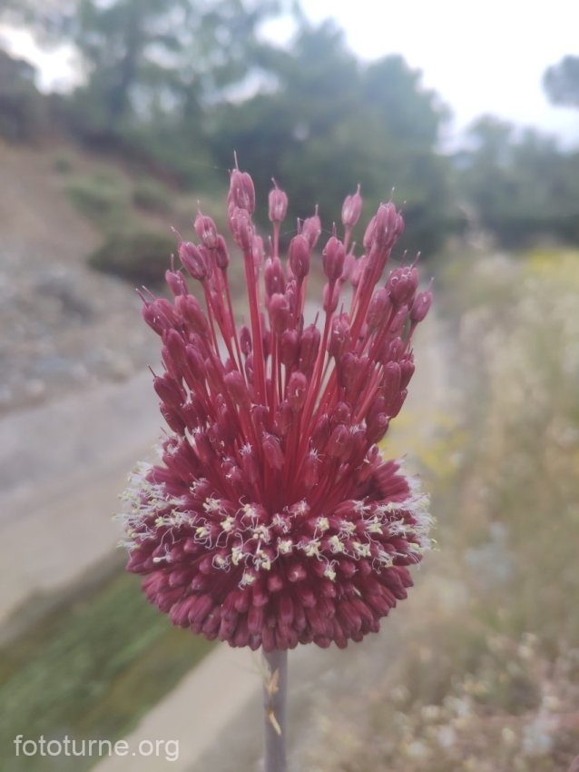 Allium Red Mohican