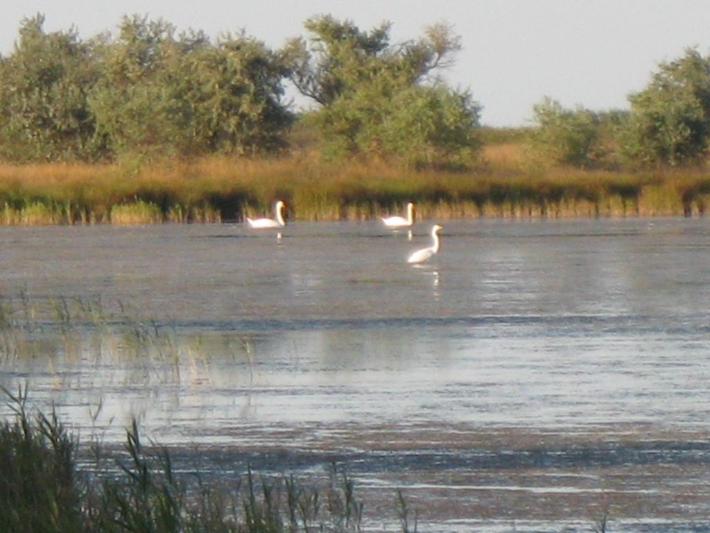 Цапли и лебеди
