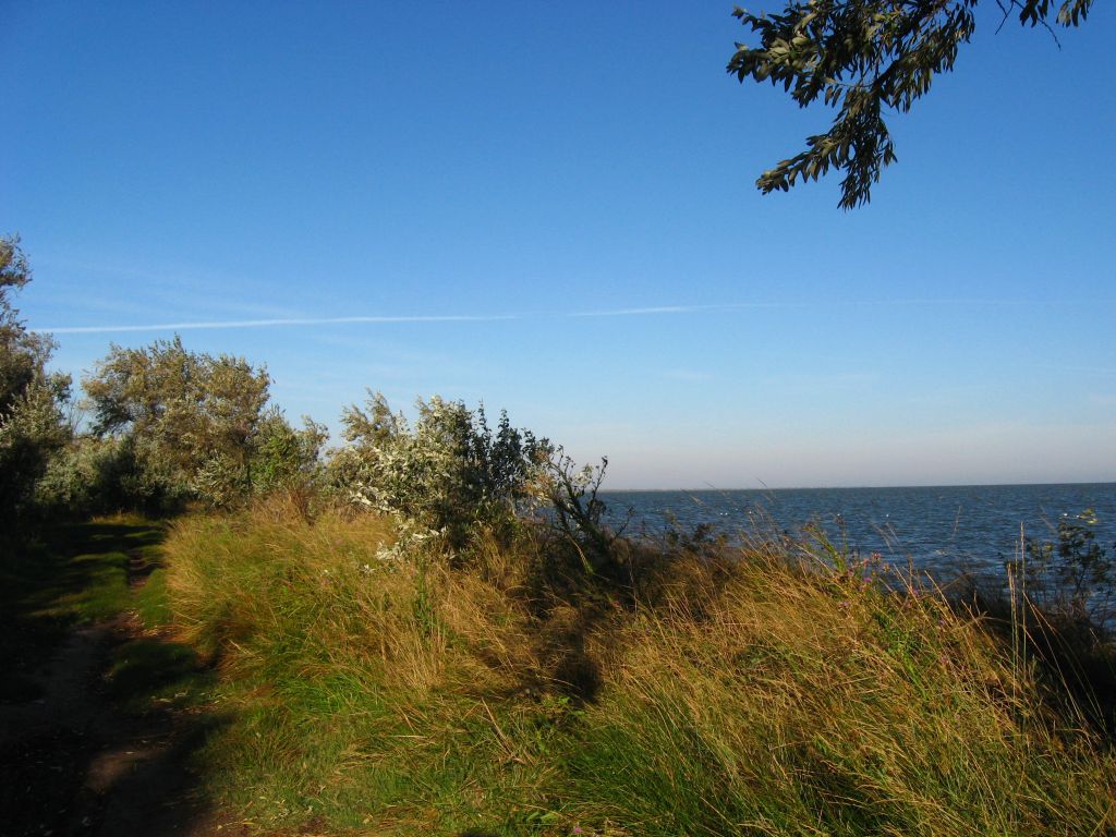 Заросший берег